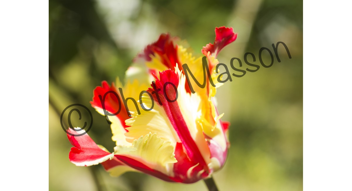 Tulipe